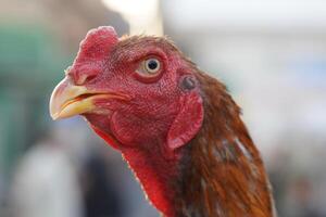A close up of a chicken photo