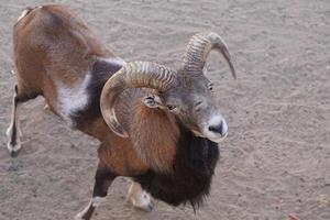 A ram with long horns standing on a dirt ground photo