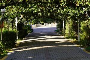 A paved walkway photo
