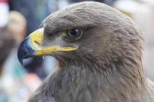 A close up of a bird with a yellow beak photo