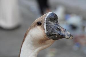 A close up of a bird's head photo