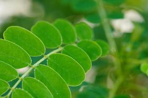 A close up of a green plant with leaves photo