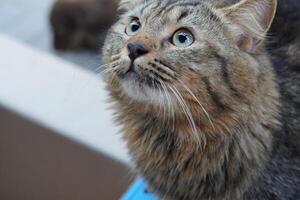 A cat looking up at something photo