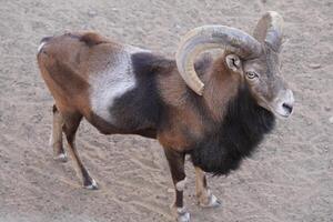 A ram with long horns standing on a dirt field photo