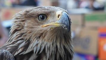 A close up of a bird with a yellow beak photo