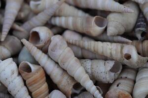 A pile of shells that are all different sizes photo