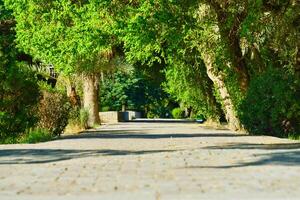 A paved path lined with trees and bushes photo