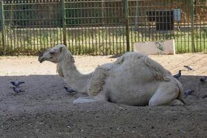 A camel laying down in a dirt area photo