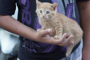 A small kitten is being held by a person photo
