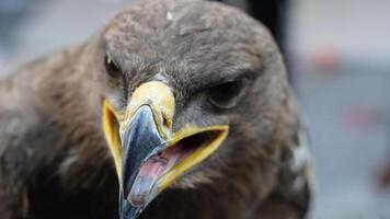 A close up of a bird with a beak open photo