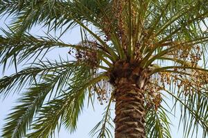 A palm tree with a bird on it photo