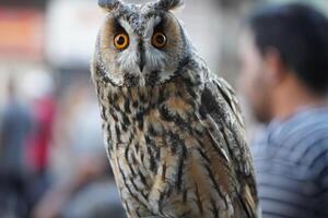 A close up of an owl with orange eyes photo