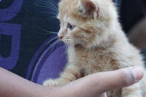 A small orange kitten is being held by a person photo