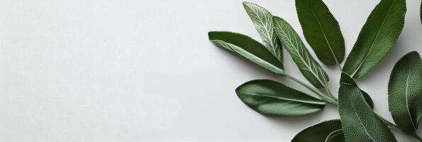 Fresh green sage leaves arranged neatly on a white surface for culinary use and decoration photo