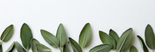 Fresh green sage leaves arranged neatly on a white surface for culinary use and decoration photo