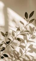 A vibrant indoor plant casts beautiful shadows on a cream wall during the afternoon light photo