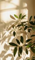 A vibrant indoor plant casts beautiful shadows on a cream wall during the afternoon light photo