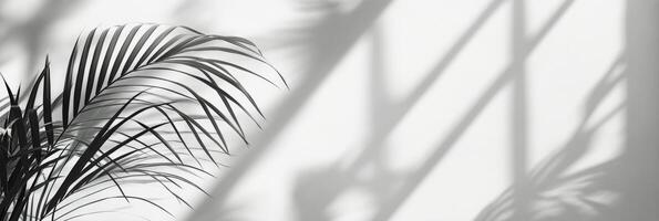Delicate shadows cast by palm leaves in soft natural light creating a serene interior atmosphere photo