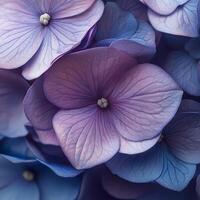 Beautiful close up of vibrant purple and blue hydrangea flowers in full bloom during spring photo
