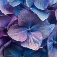 Beautiful close up of vibrant purple and blue hydrangea flowers in full bloom during spring photo