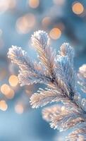 Snow covered evergreen branches glisten in soft sunlight during a wintery afternoon photo