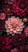 Three vibrant dahlias blooming in deep red and purple against a dark background photo