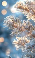 Snow covered evergreen branches glisten in soft sunlight during a wintery afternoon photo