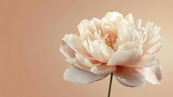 Delicate peach peony flower with soft leaves in a serene pastel background during daylight photo