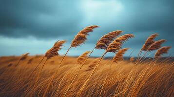 Tall golden grasses sway gently in the misty air of an early morning landscape photo