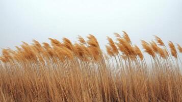 Tall golden grasses sway gently in the misty air of an early morning landscape photo