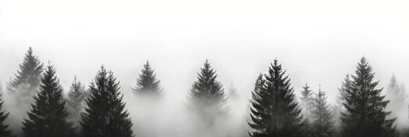 Misty dawn forest with evergreen silhouettes, creating a tranquil, atmospheric scene photo