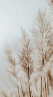 Soft golden grass swaying gently in a tranquil field during the early morning light photo