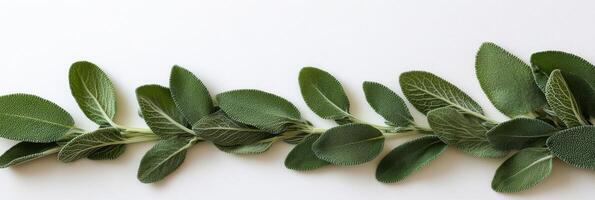 Fresh green sage leaves arranged neatly on a white surface for culinary use and decoration photo