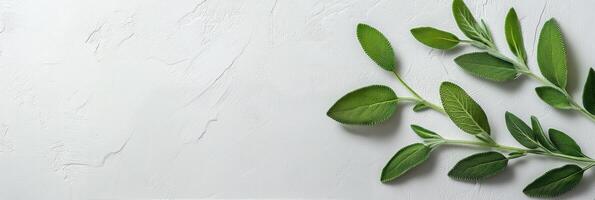 Fresh green sage leaves arranged neatly on a white surface for culinary use and decoration photo