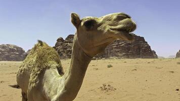 A Desert Camel gracefully stands out in a vast and Majestic Landscape, embodying adventure. Action photo