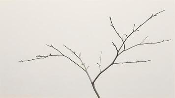 Delicate Branch Gentle Balance photo