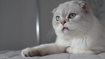 captivating look of a white Scottish Fold cat is defined by its piercing blue eyes and endearing folded ears video