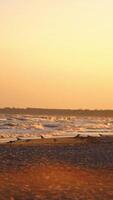Seagulls at sunset. Many gull birds walking on beach in the evening and trying to find some food left by people. Vertical video