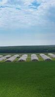 Side view to the huge modern farm outdoors. Modern farming complex surrounded by green fields in a summer day. Drone view. Vertical video