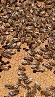 Apiarist's hand holds a frame covered with working bees. Man uncovers some cells on the frame with his finger. Honeycombs almost completely sealed. Close up. Vertical video