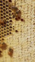 Bees rambling around the frame full of honey. Honey cells sealed and not close up. Apiculture farming. Vertical video
