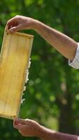 Apiarist looking at the frame with honey and smiling enjoying. Beautiful honey frame against the sunlight. Vertical video