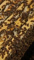 Few honey frames stacked inside the bee house. Brood of bees working inside the bee hive. Close up. Vertical video