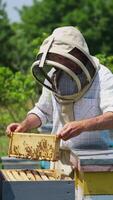 Beekeeper working on his bee farm. Apiarist in protective suit shaking off the bees from the frame with honeycomb. Vertical video