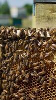 Frame of honey left at the bee hive. Brood of bees rambling over the frame. Close up. Blurred background. Vertical video