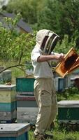 Beekeeper goes along his bee farm holding the frames in his hands. Man in protective clothes transfers frames from one beehive into another. Bees swarming around. Nature backdrop. Vertical video