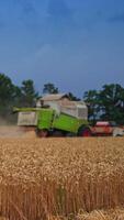Ripe and dry wheat ears of corn in the field. Harvester machine working in the yellow field at the background. Harvesting season on windless sunny day. Vertical video