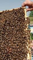 Beekeeper holding a frame which is stuck around with bees. Honey bee brood on the frame with dark honeycombs. Close up. Nature backdrop. Vertical video