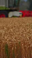 Field of ripe wheat on summer season. The right time to pick the crops. Green combine harvester working at the backdrop in blur. Vertical video
