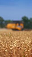 Beautiful wheat plantation on the harvest season. Ripe ears of corn close up. Working combine harvester in blur at the background. Vertical video